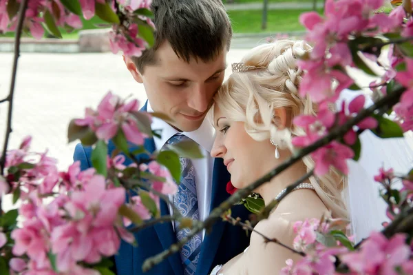 Wedding couple in branches of blooming tree — Stock Photo, Image