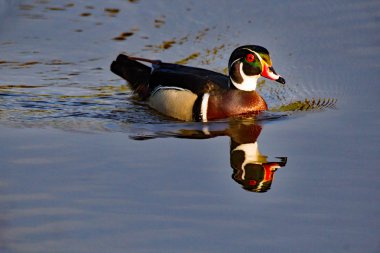 Ahşap ördek Drake yansıtan