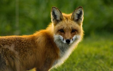 Kızıl Tilki arkadan aydınlatmalı