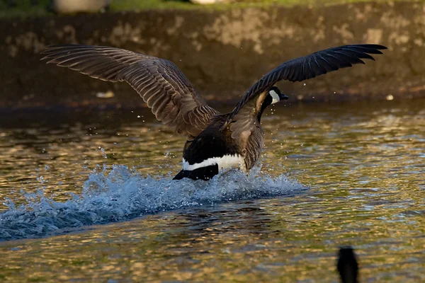 Canadá Goose Splash Down — Fotografia de Stock