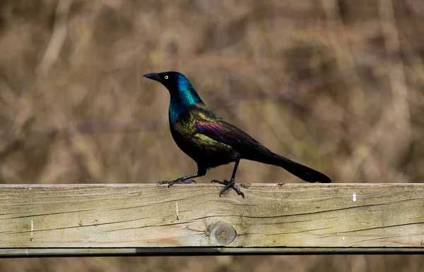 Gemensamma Grackle struttade — Stockfoto