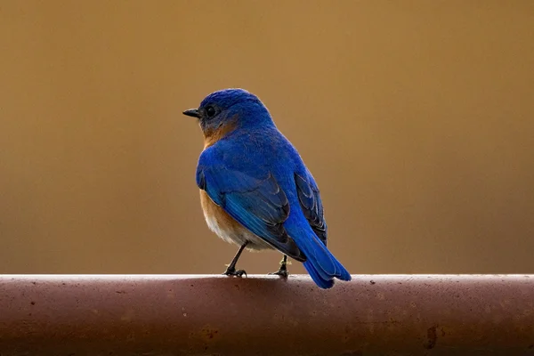 Eastern Bluebird on a Gate