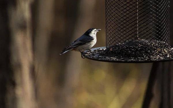 Cross-Hatched nötväcka — Stockfoto