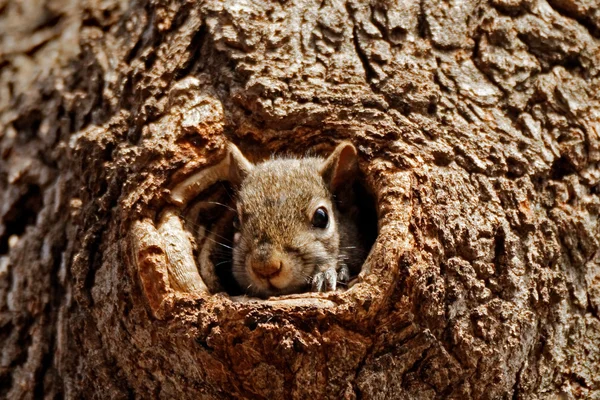 Grauhörnchen in einem Loch — Stockfoto