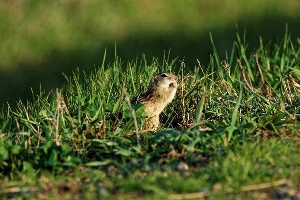 Trece forrados de tierra ardilla comiendo —  Fotos de Stock