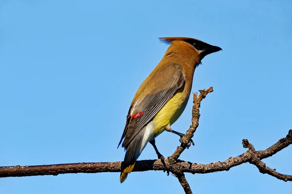 Cedar Waxwing on a Limb