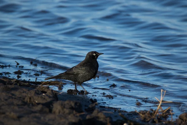 Ржавая черная птица на Shoreline — стоковое фото