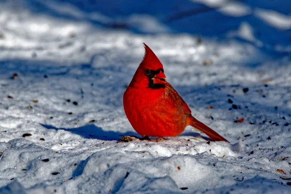 Manliga norra kardinal i snön — Stockfoto