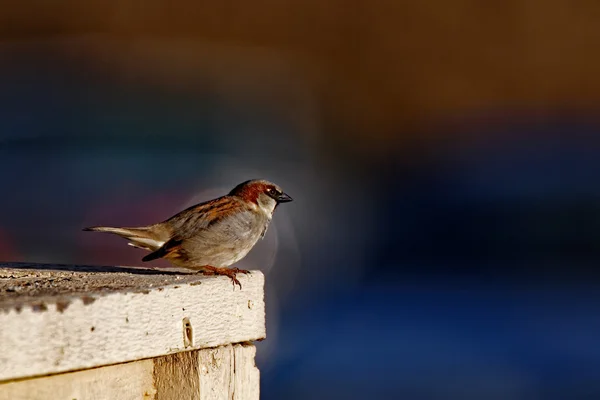 Haussperling auf einem Deck — Stockfoto