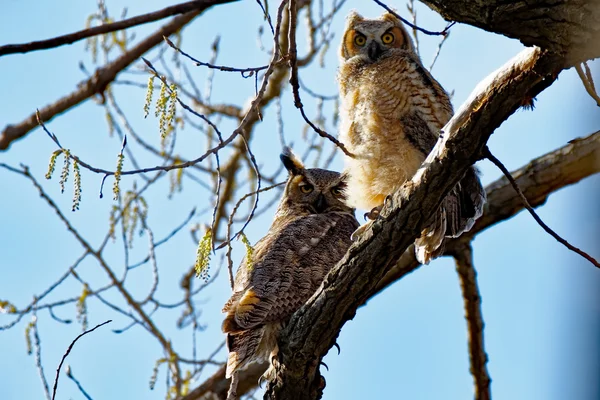 Great Horned Owlets Rétro-éclairé — Photo