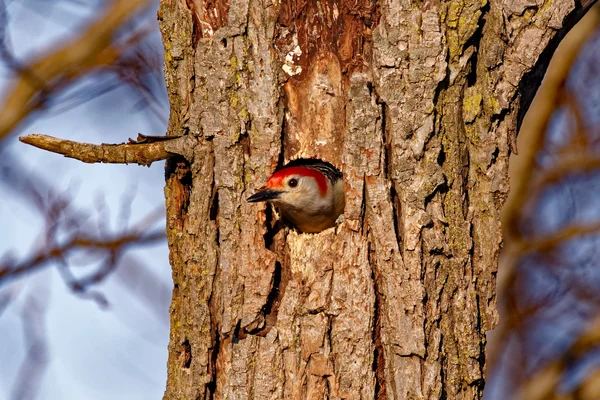 Pájaro carpintero de vientre rojo en un agujero —  Fotos de Stock