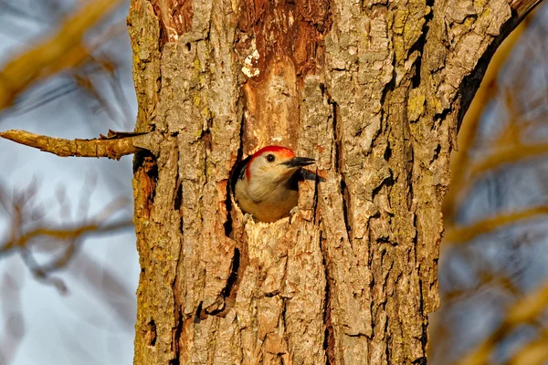 Picchio dal ventre rosso in un buco — Foto Stock