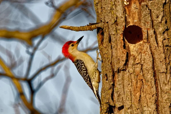 Red-Bellied Woodpecker door het gat — Stockfoto