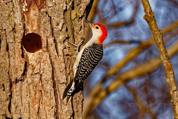 Pájaro carpintero de vientre rojo por su agujero —  Fotos de Stock