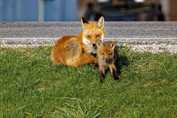 Red Fox Vixen i zestaw — Zdjęcie stockowe