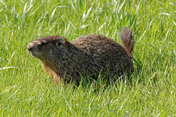 Marmota en la hierba —  Fotos de Stock