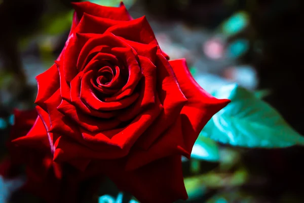 Rosa roja flor — Foto de Stock