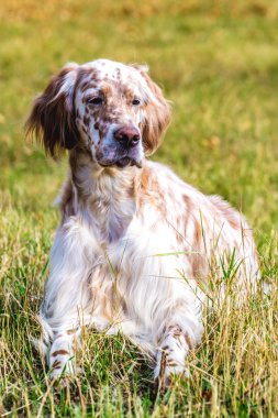 İrlandalı setter mermer kat renkli