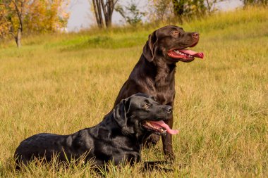iki köpek doğurmak Labrador siyah kahverengi renk