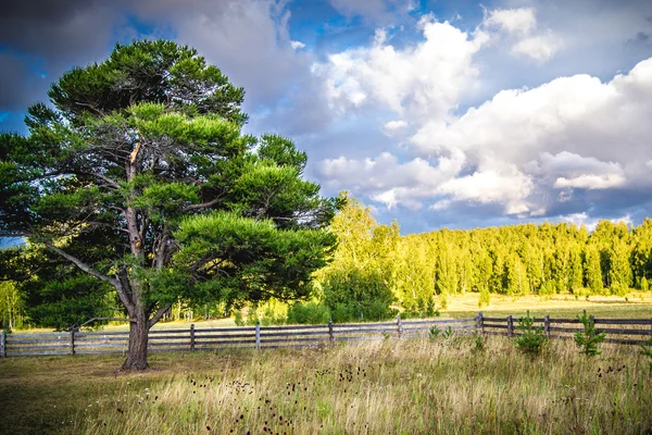 Tree in field,summer sunset — Stock Photo, Image