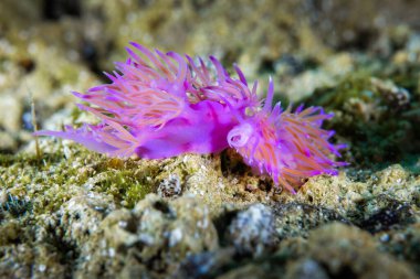 Akdeniz 'de çıplak çiftleşme