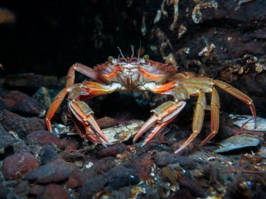 Norveç 'ten yaygın yüzme yengeci