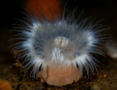 Norveç 'ten Deniz şakayığı Metridyumu