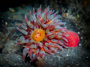 Dahlia şakayığı - Oslo, Norveç 'ten Urticina kedisi