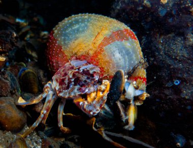 Yengeç yiyen deniz şakayığı 