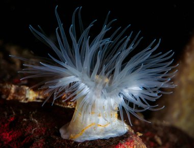 Norveç 'ten Deniz şakayığı Metridyumu