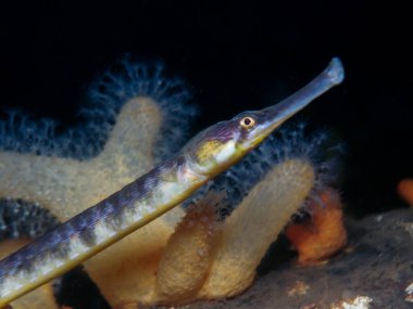 Norveç 'ten daha büyük bir boru balığı