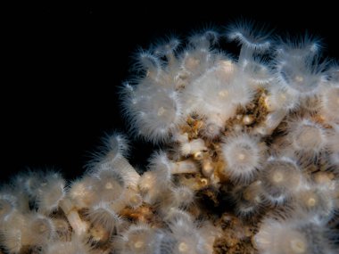 Norveç 'ten fırfırfırlı deniz şakayığı Metridyumu