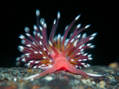 Norveç 'ten çıplak Facelina Boston iensis