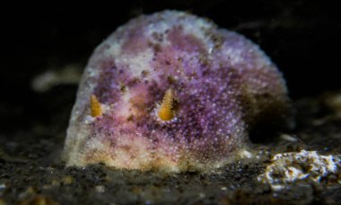 Norveç 'ten Dorid çıplaklığı