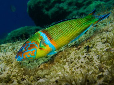 Ornate wrasse from Cyprus