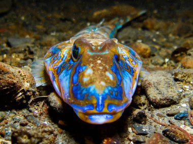 Oslo fiyordundan Dragonet