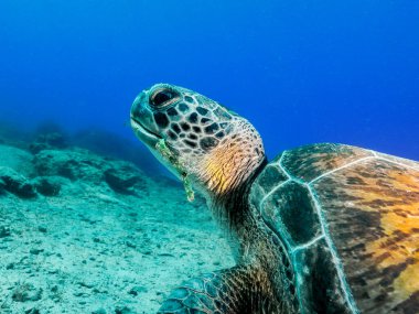 Eski deniz kaplumbağası Chelonia mydas