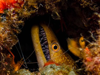 Kıbrıs 'tan Fangtooth moray yılan balığı