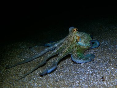 Sıradan ahtapot gece hareket eder