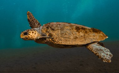 Kıbrıs 'tan deniz kaplumbağası Caretta Caretta