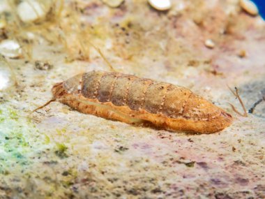 Bir kayanın üzerindeki zırh.