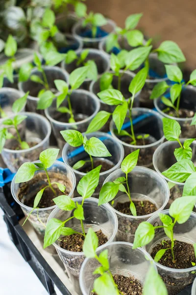 Bir tencere içinde büyüyen biber fideleri