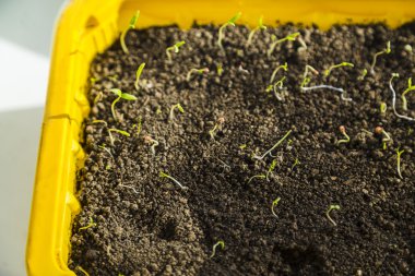 Fide tesisi domates.