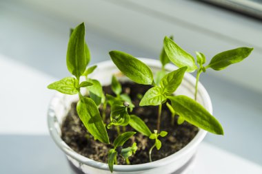 Domates fidesi çimlenme