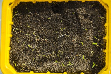 Fide tesisi domates.