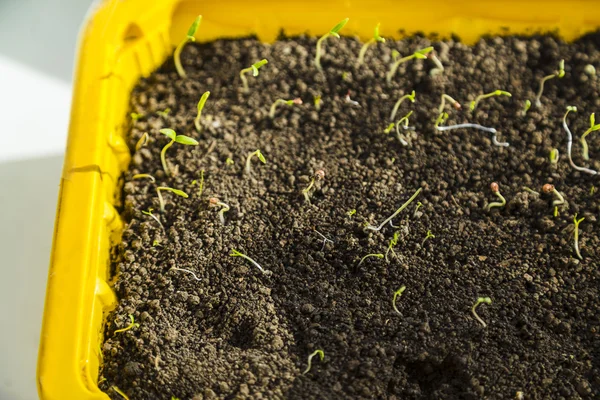 Fide tesisi domates.