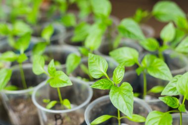 Büyüyen biber fideleri