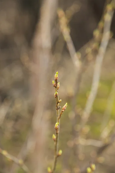 Bud tree o wczesną wiosną — Zdjęcie stockowe