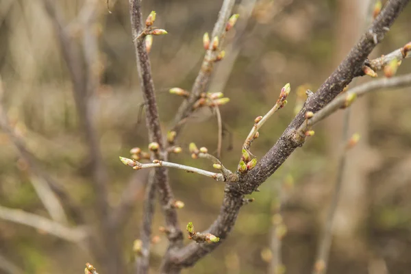 Knospe des Baumes im zeitigen Frühling — Stockfoto