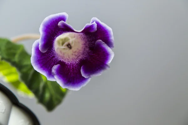 紫色の gloxinia の花 — ストック写真